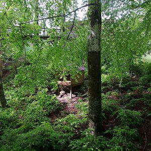 Enclosure for Lynx lynx