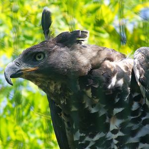 Stephanoaetus coronatus