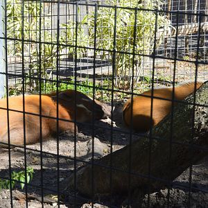 Africa - Red River Hogs