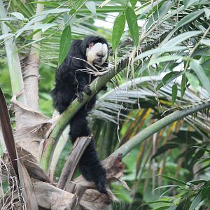 White-faced saki monkey (Pithecia pithecia)- Monkey Island