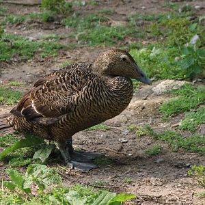 Eider - female