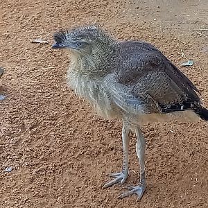 Red-legged seriema - juvenile