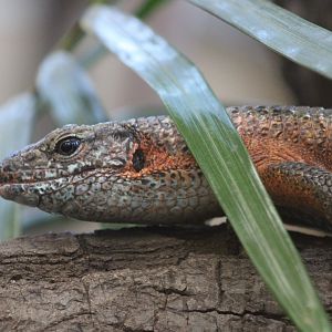 South-eastern girdled lizard - Zonosaurus maximus
