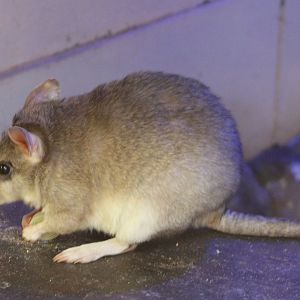 Malagasy giant jumping rat
