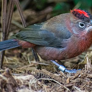 Red-crested Finch in the new Hummingbird Aviary.