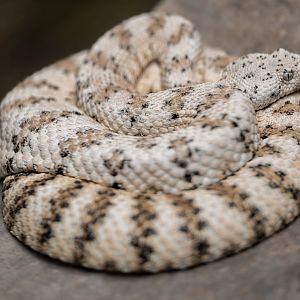 Southwestern Speckled Rattlesnake