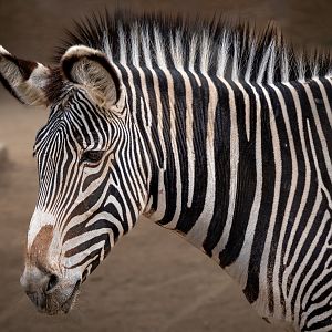 Grevy’s Zebra