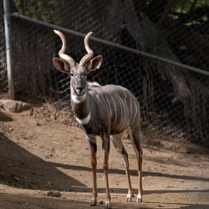 Lesser Kudu