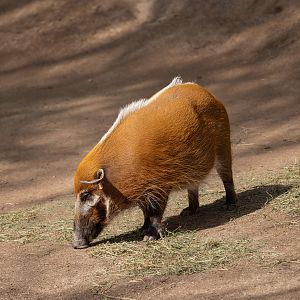 Red River Hog