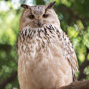 Eurasian Eagle Owl