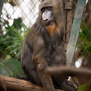 Mandrill