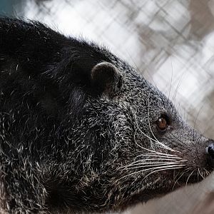 Binturong