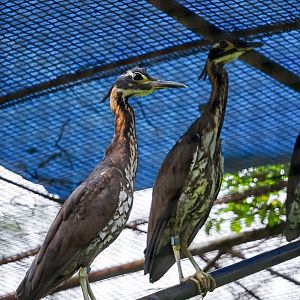 White-eared night heron