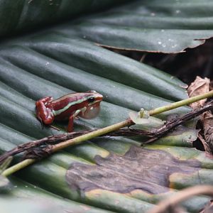 Phantasmal poison frog