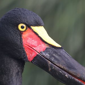 Saddle billed stork