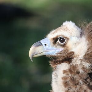Eurasian black vulture