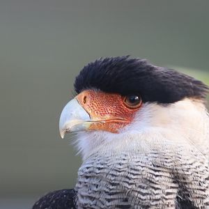 Crested Caracara