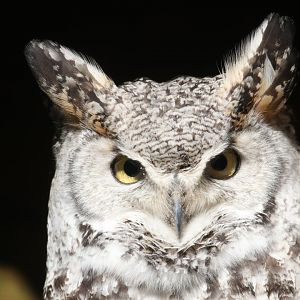 Northern great horned owl