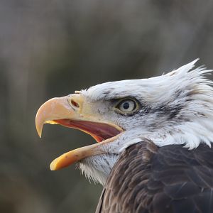 Bald eagle