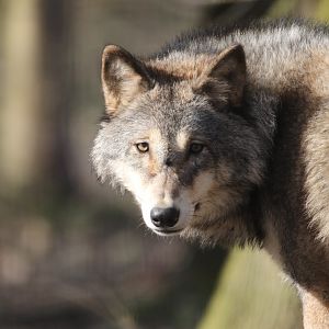 Gray wolf