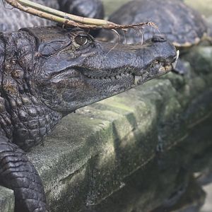 Spectacled caiman