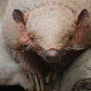 Six-banded armadillo