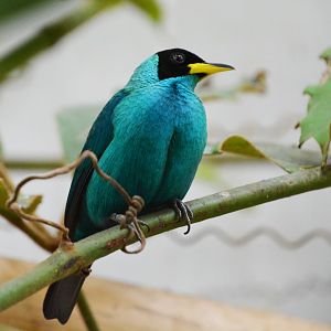 Green honeycreeper (Chlorophanes spiza)