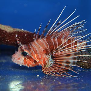 Frillfin turkeyfish (Pterois mombasae)