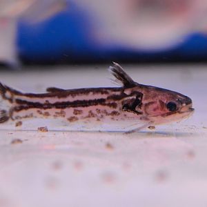 Gyrina's woodcat (Tatia gyrina)