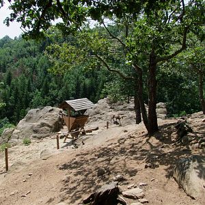 Enclosure Capra ibex - Rupicapra rupicapra