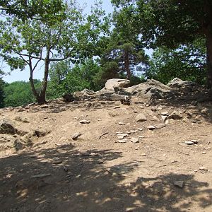 Enclosure Capra ibex - Rupicapra rupicapra