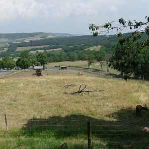 Enclosure Axis porcinus