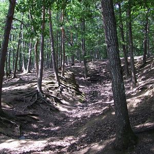 Enclosure Cervus nippon