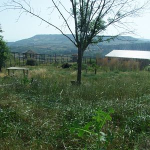 Enclosure Panthera leo