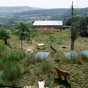 Enclosure Panthera leo