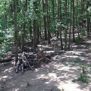 Enclosure Canis lupus