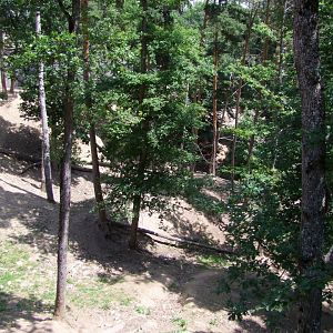 Enclosure Budorcas taxicolor