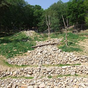 Enclosure Panthera tigris