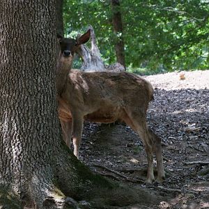 Przewalskium albirostris