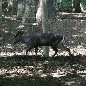 Elaphodus cephalophus