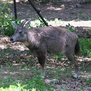 Naemorhedus griseus arnouxianus