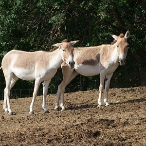 Equus hemionus kulan