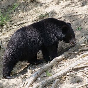 Ursus thibetanus
