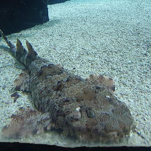Japanese wobbegong