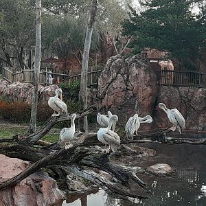 Pink-backed Pelicans