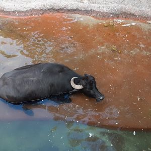 Domestic Water Buffalo