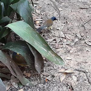 Blue-crowned Laughing Thrush Pair