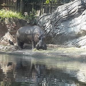 Hippopotamus on Gorilla Falls Exploration Trail