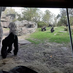 Western Lowland Gorilla Family Troop