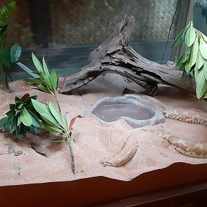 Large Kenyan Sand Boa